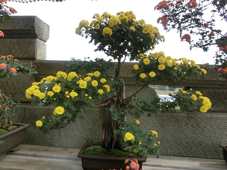 盆栽菊