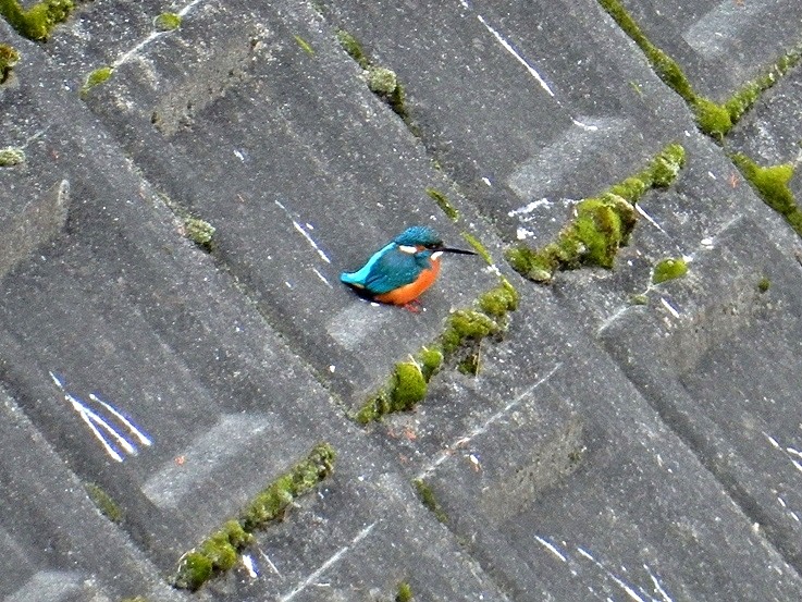 カワセミ
