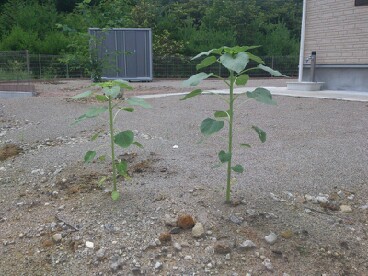 resizeman_20120723012818.jpg