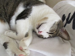 IMG_8137ss.jpg