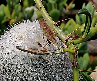 パキポ・サキュレンタムの結実とラウリンゼほか・・ | ☆ガマンマの