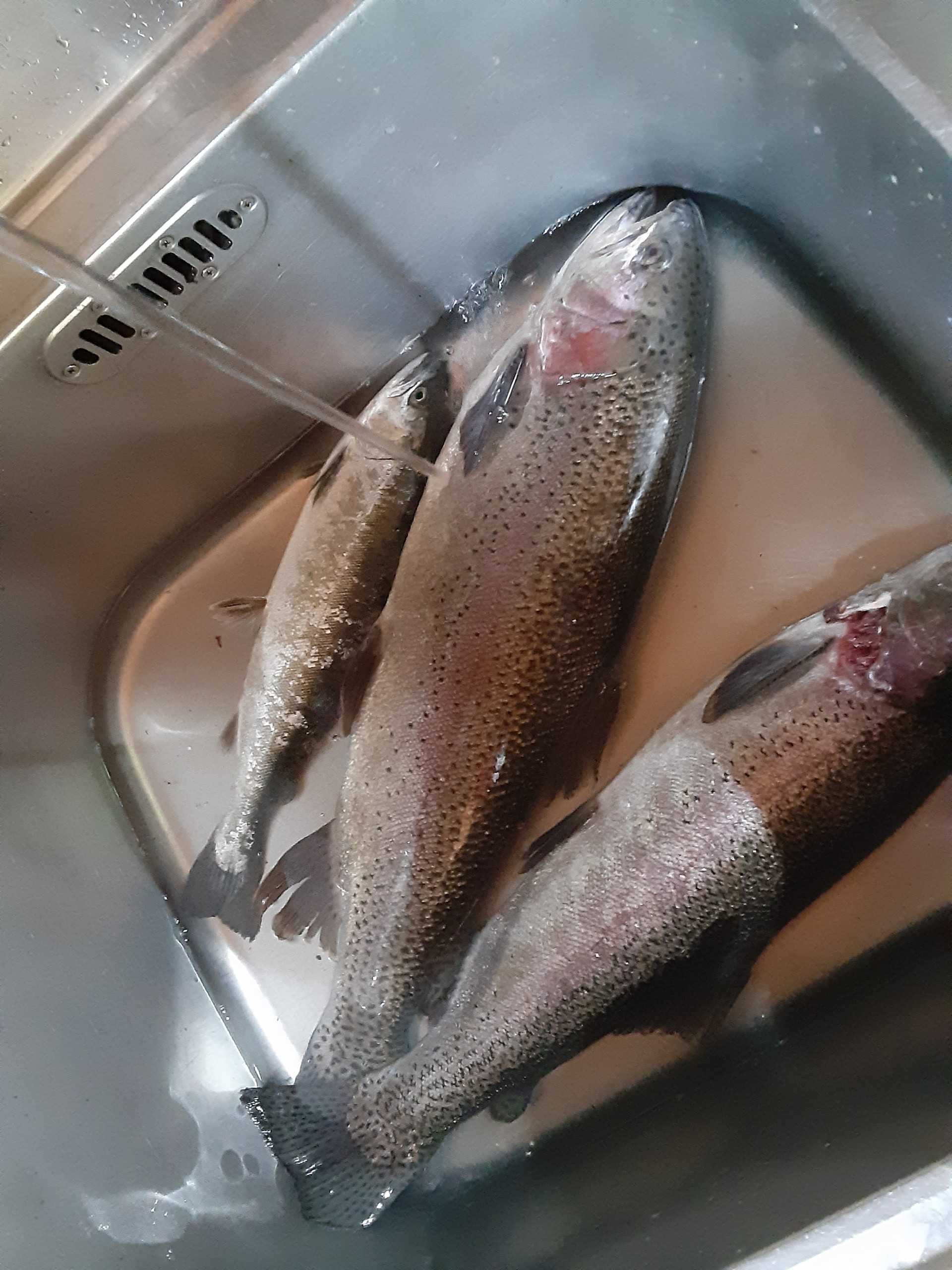 記事一覧 タカの管釣り釣行記 楽天ブログ