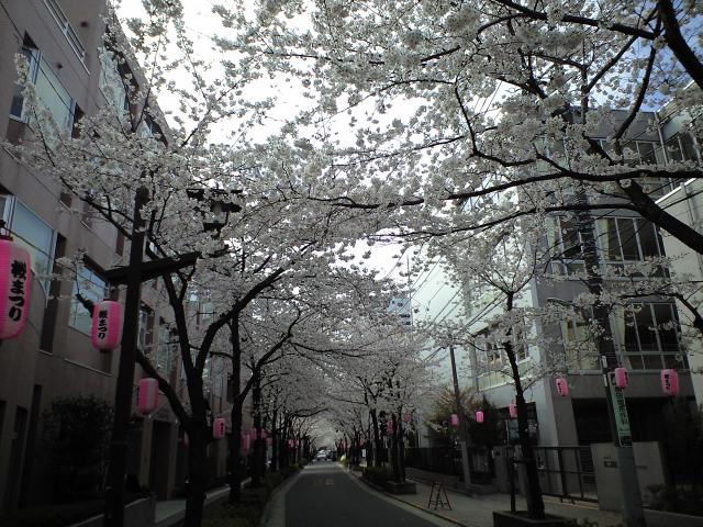 通勤の桜道