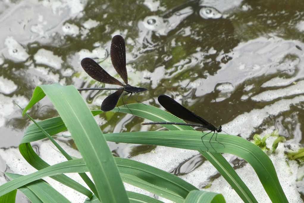 515