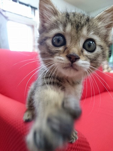 ねこ