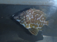 ツボダイ（Pentaceros japonicus）7