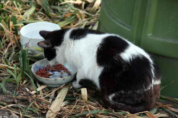 我が家のニャンコ♪2013/5/29-3