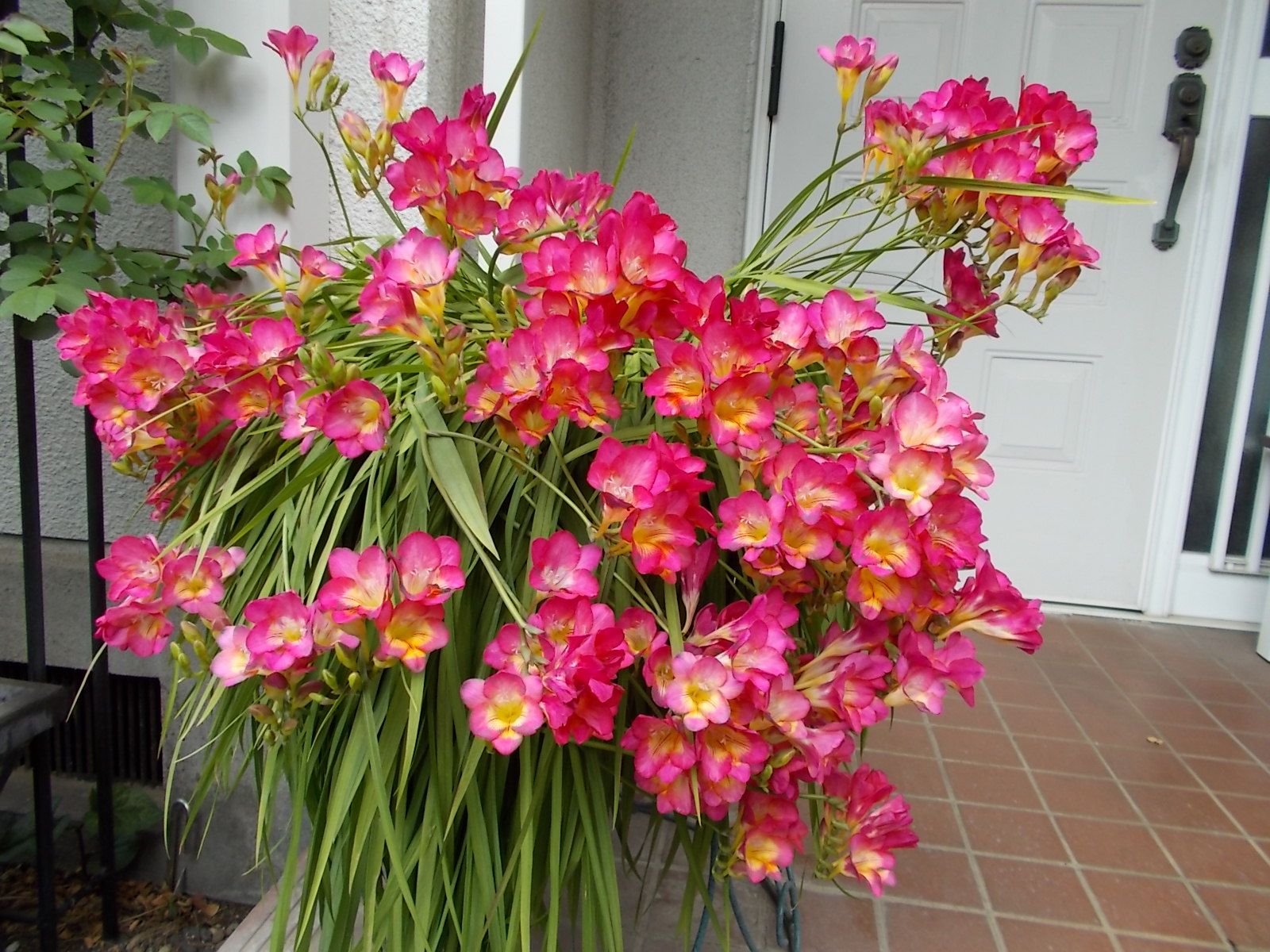 鉢に植えっぱなしのフリージアをお手入れ バラを咲かせることが好き 楽天ブログ