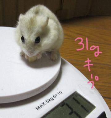 31g.jpg