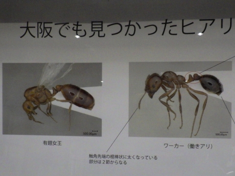 大阪市立自然史博物館2017年9月中旬4　ヒアリ