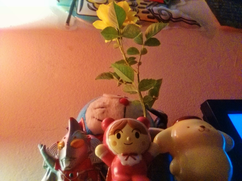mini rosa 2017
