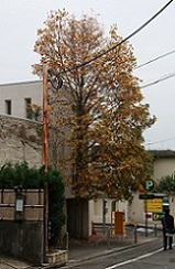 IMG_8142-11.jpg