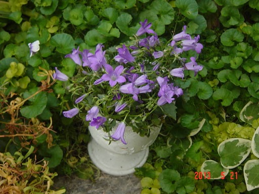 DSC01098.JPG