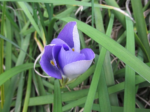 寒咲きアヤメ（寒咲菖蒲・寒咲文目）