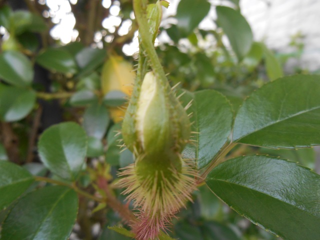 DSCN1568.JPG