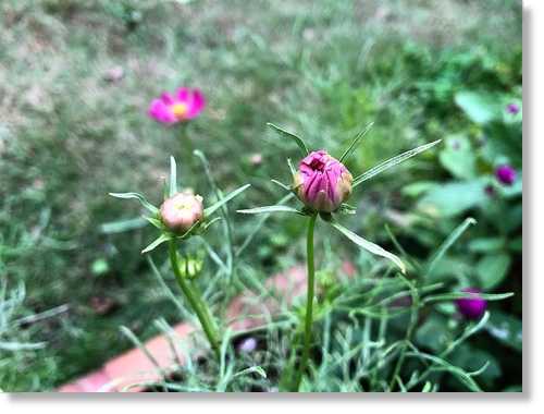 ダイソーのコスモスと春菊の種蒔きと 末摘む花の雑記帳 楽天ブログ