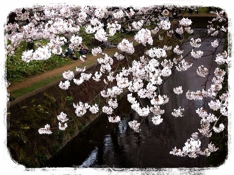 引地川の千本桜２