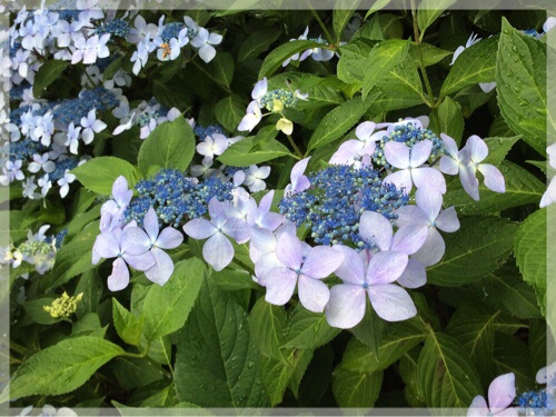 久良岐公園の紫陽花