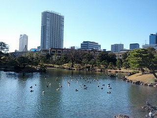 鳥.jpg