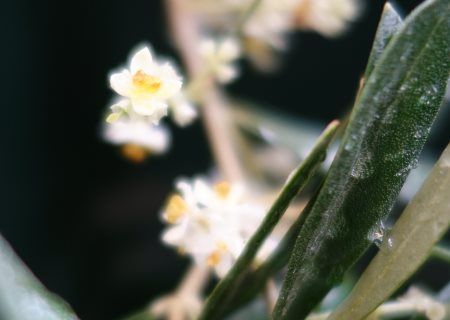 オリーブの木に花が咲いた So Shall We 楽天ブログ