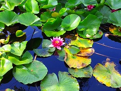蓮の花