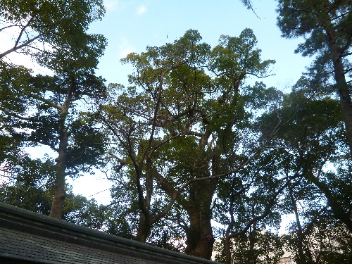 P1140984(1).JPG