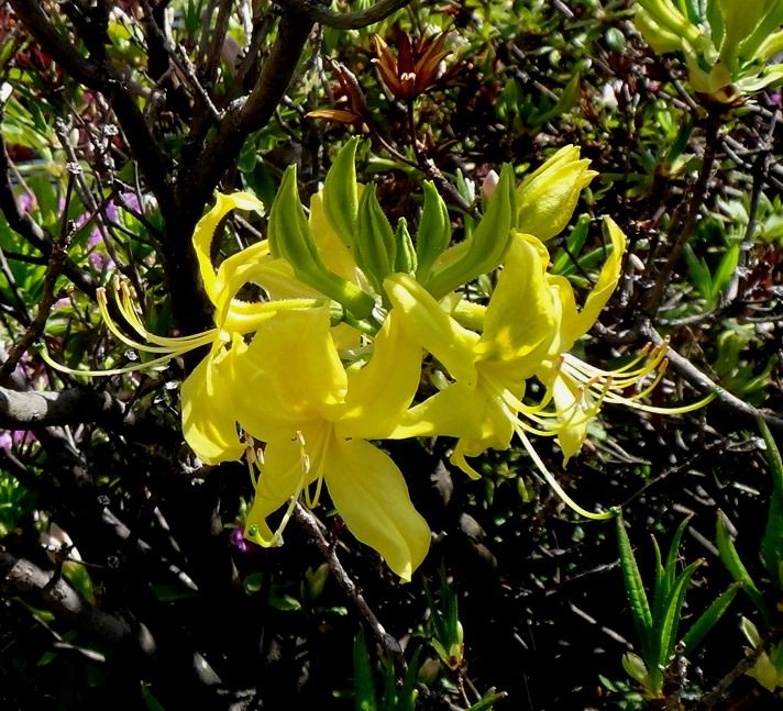 ムラサキツツジ八重は満開 黄色いツツジも開花 健康法 病気 花 愛猫のことなどアレコレ ガリレオ二世の気まぐれ日記 楽天ブログ