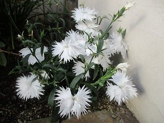 IMG_2220ss.jpg
