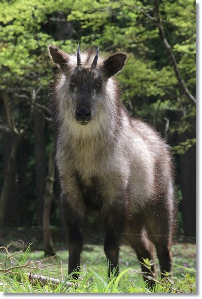 樹木公園-50 ニホンカモシカ-5 16.4.9