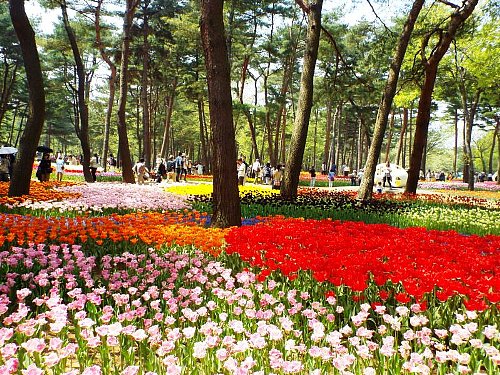 Tulipa-109-b.jpg
