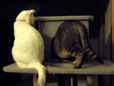 cat tower
