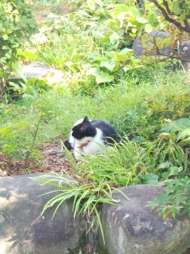 猫からの仕返し ピィちゃん日記 楽天ブログ