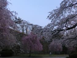 盛岡城址公園