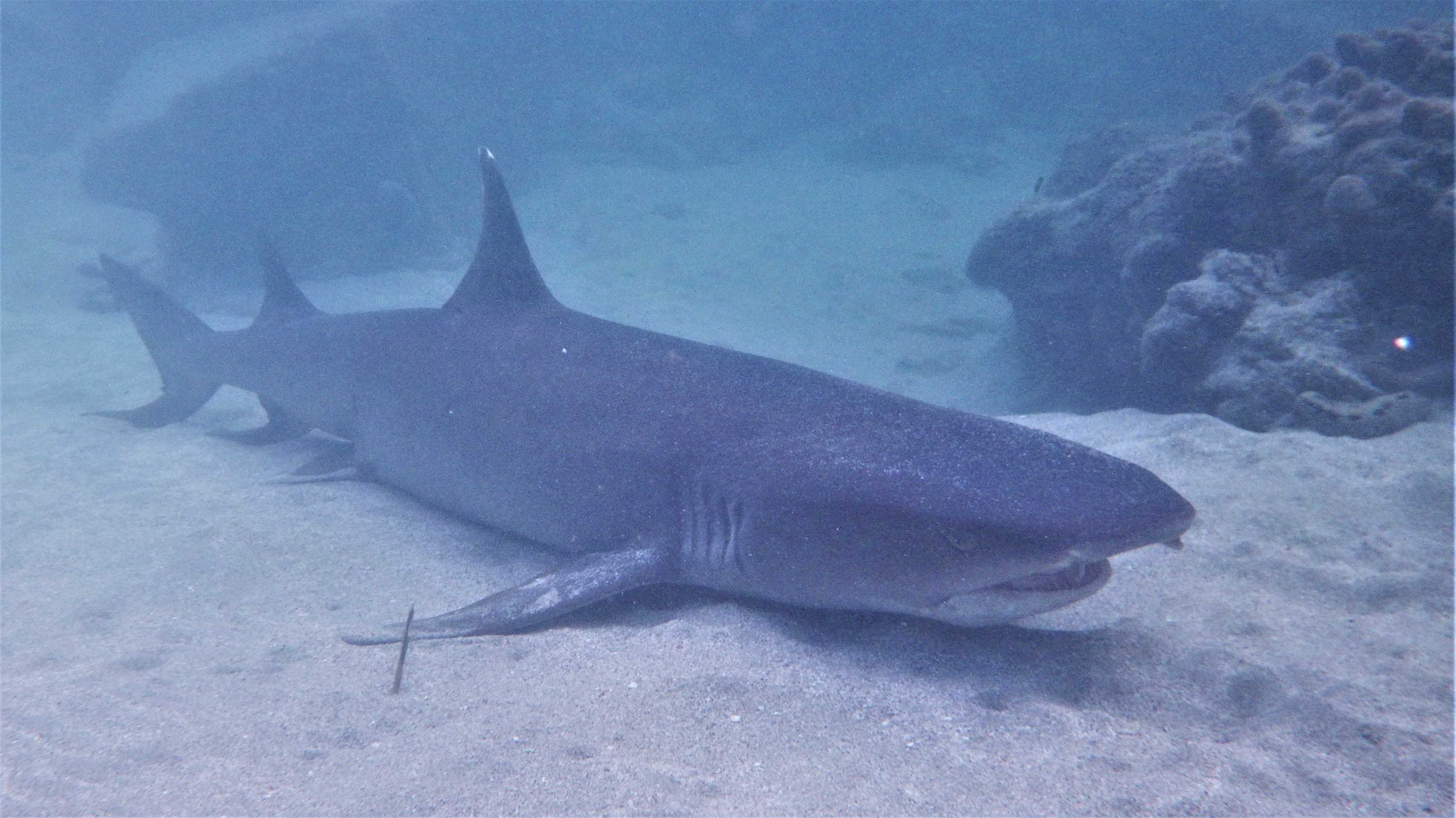 ネムリブカ Elfin S Note 楽天ブログ