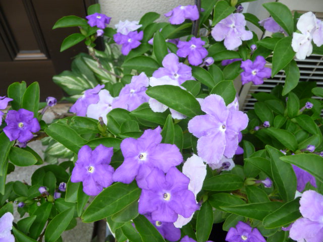 387 匂い番茉莉