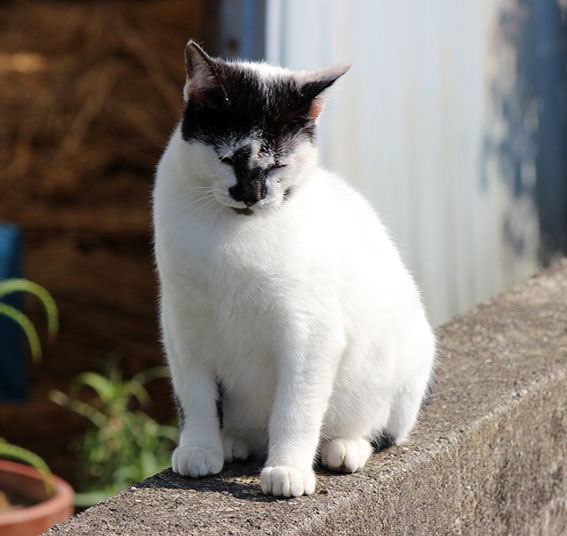 我が家のニャンコ♪2014/11/23-2
