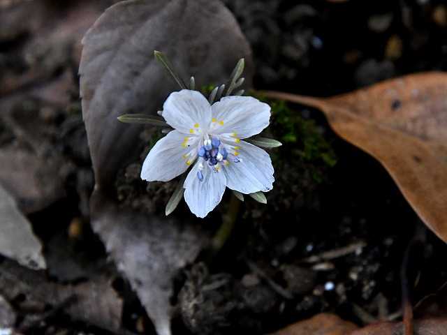 この花に逢いたくて 千葉市内でセツブンソウ Himekyonの部屋 楽天ブログ