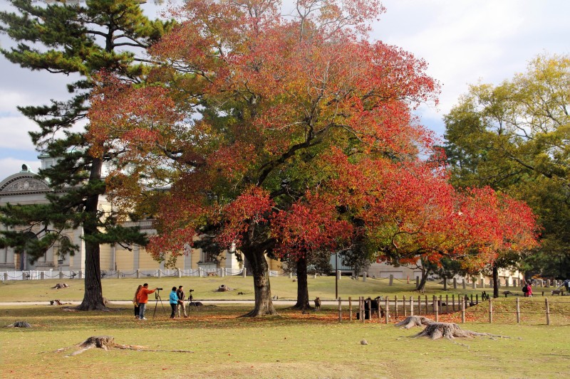 奈良公園の紅葉_004.jpg
