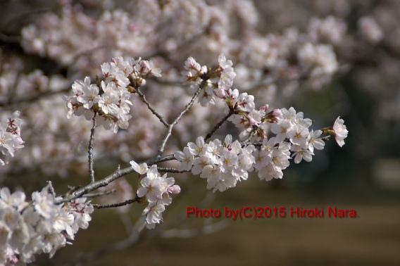 光景　sight0091　桜　2015_019