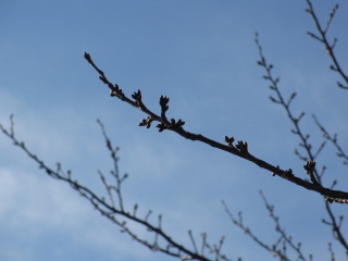 隅田川の桜.JPG