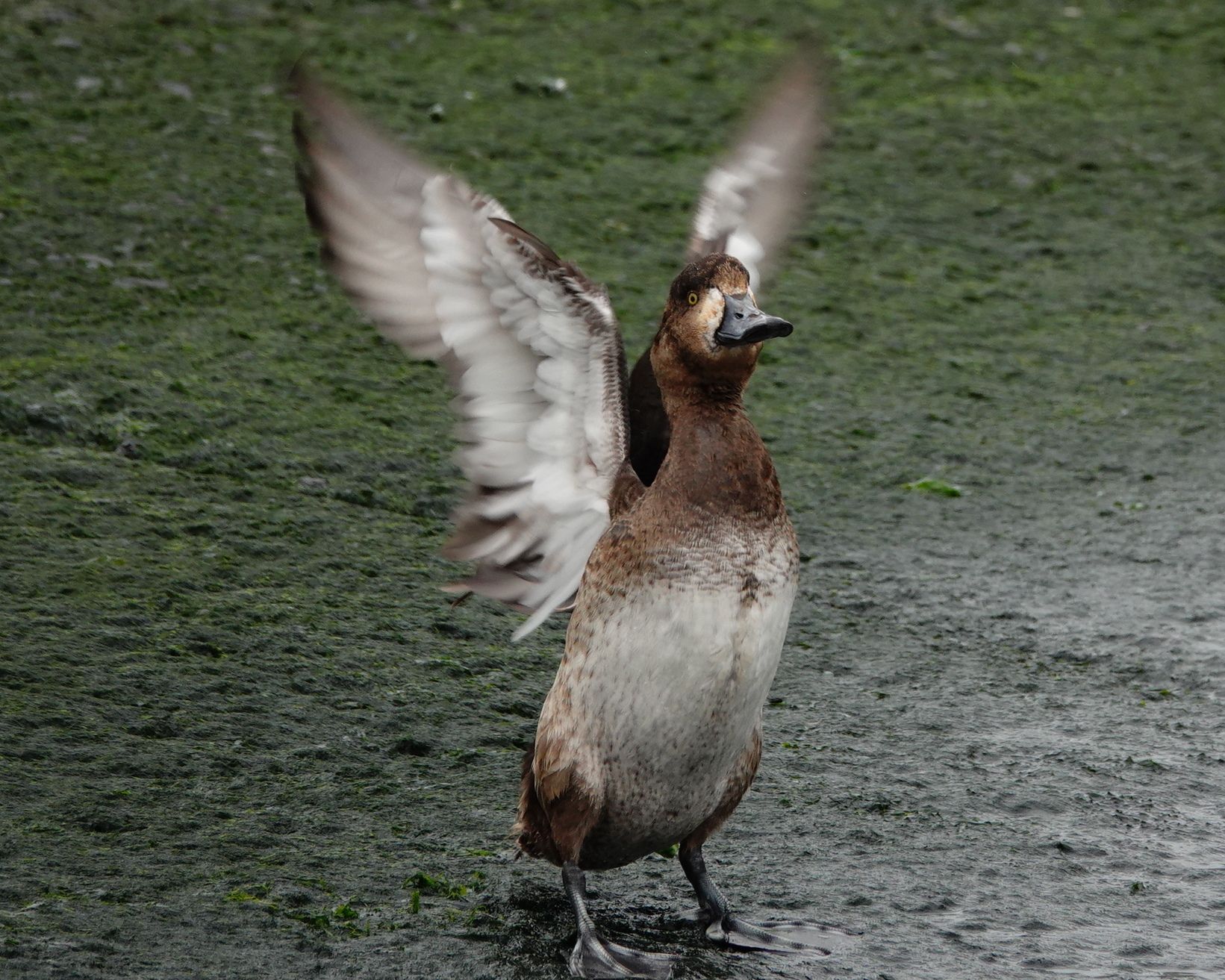 再び名洗海浜公園 可愛いスズガモ アウトドア親爺の徒然日記 楽天ブログ