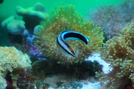 2015_0726ﾎﾝｿﾒﾜｹﾍﾞﾗ30cm0006.JPG