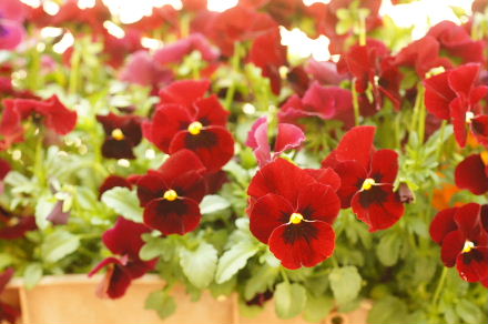 2013_0405ﾊﾟﾝｼﾞｰ0003.JPG