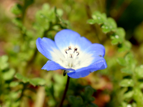 ネモフィラの花