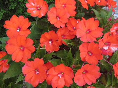 花４.jpg