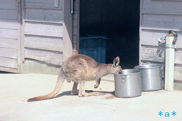 カンガルー3.jpg