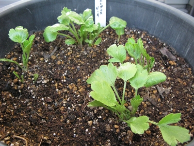 20121202-1.JPG