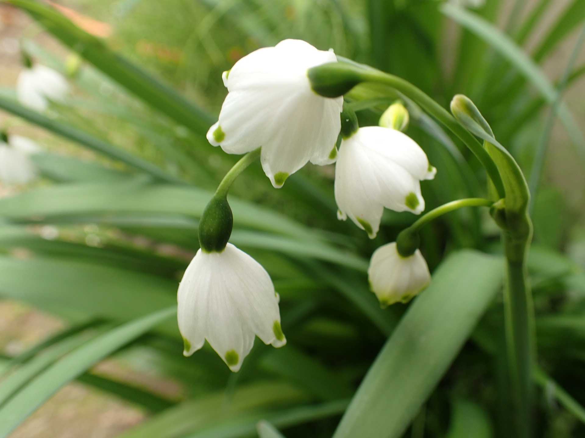 花の命は短くて 夢の続き 楽天ブログ