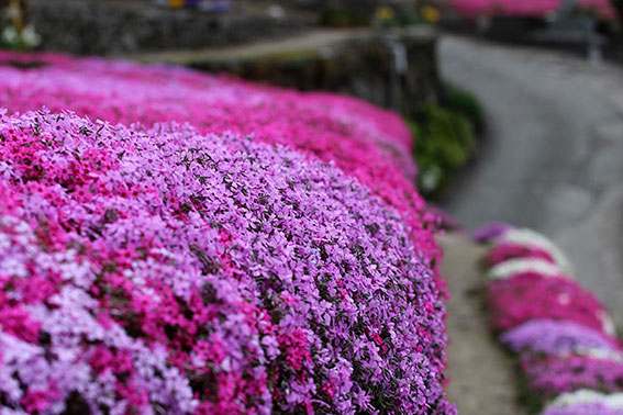 高開のシバザクラ-2♪