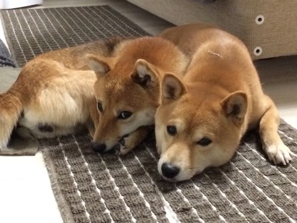 rblog-20170118085546-00.jpg